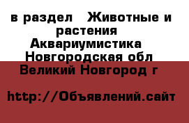  в раздел : Животные и растения » Аквариумистика . Новгородская обл.,Великий Новгород г.